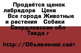 Продаётся щенок лабрадора › Цена ­ 30 000 - Все города Животные и растения » Собаки   . Свердловская обл.,Тавда г.